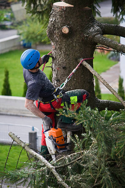 Organic Lawn Care Solutions in Cambridge City, IN